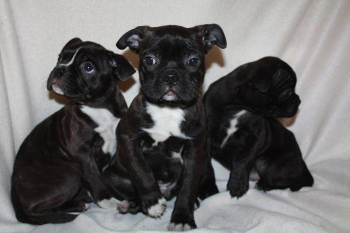 BOSTON TERRIER PUG PUPPIES for sale in Amherst, Nova Scotia - Nice pets