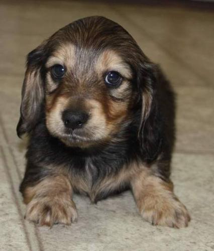 Shaded Cream Miniature Long Haired Dachshunds For Sale In Hamiota