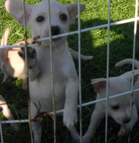 1 Applehead Chihuahua Puppy for sale