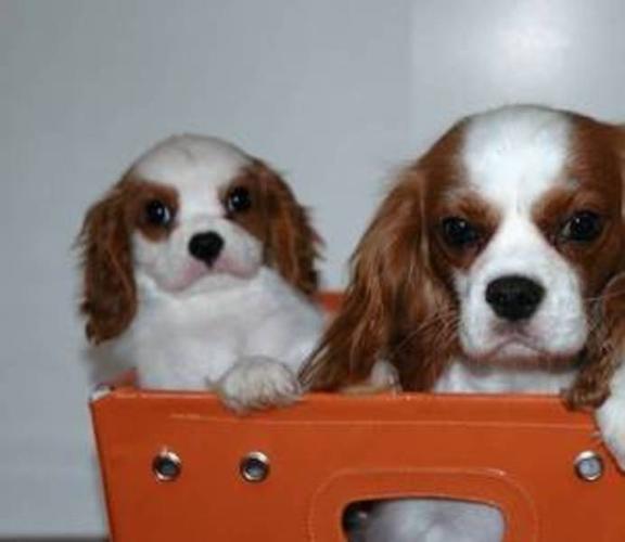 1000 CKC Cavalier King Charles Puppies Only 1 left