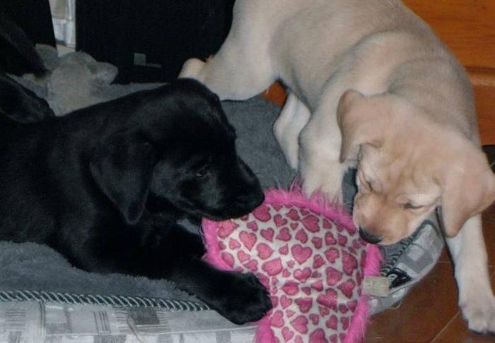2 BLACK LABS AND 1 YELLOW LAB FOR SALE - READY NOW!!