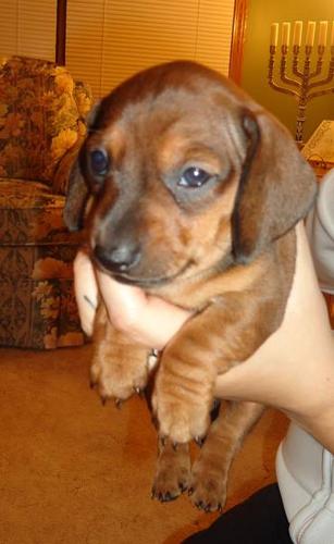 2 Male Red Miniature Dachshund Puppies