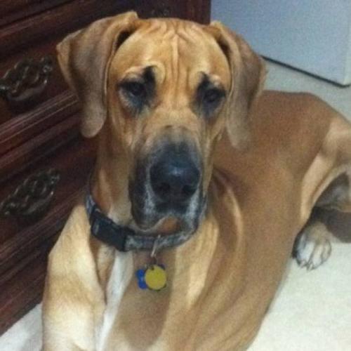 2 year old great Dane looking for a new home for sale in Oshawa ...
