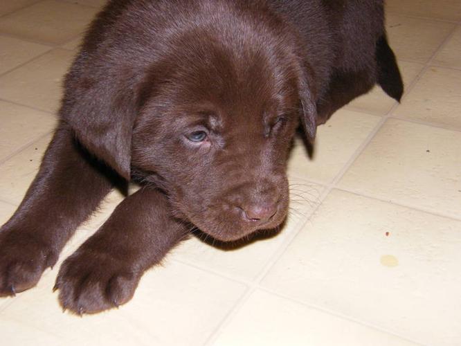 3 Male Pure Bred Chocolate Lab Puppies!!!!!!!!