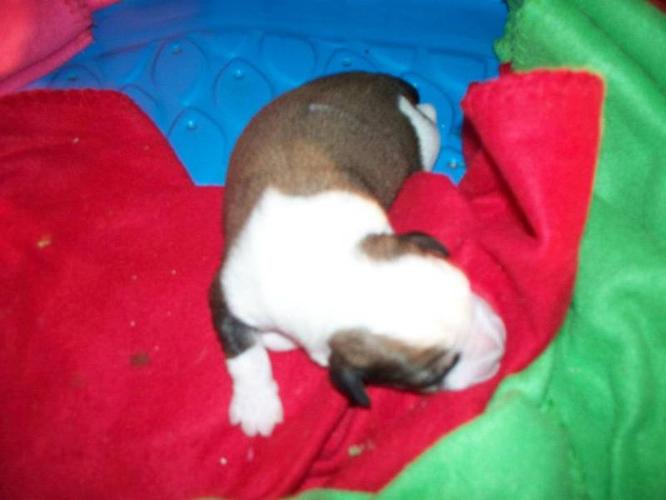 5 beautiful male mixed breed puppies