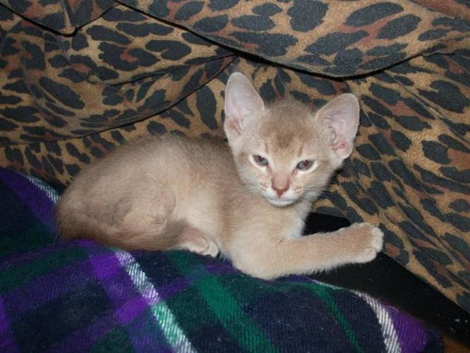 Abyssinian Kitten - Fawn Male