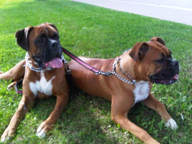Adorable Fawnbrindle Boxer Puppies Are Here For Sale In Essex