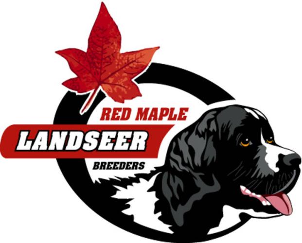Adorable Landseer Newfoundland Puppies