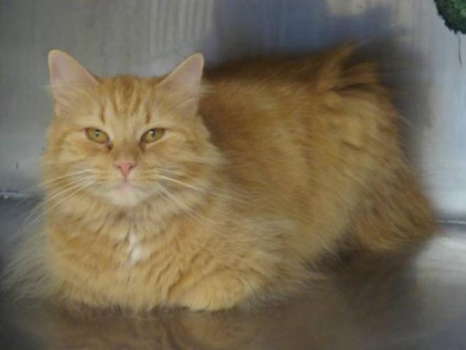Adult Female Cat Domestic Long Hair orange "Paris" for sale in