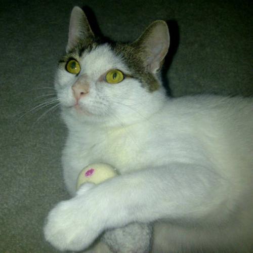 Adult Female Cat - Domestic Short Hair-white Tabby - Brown