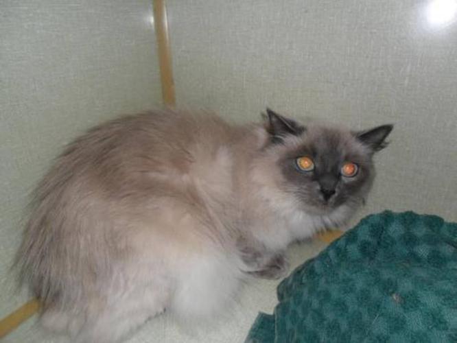 Adult Female Cat - Himalayan Siamese: "Cleo" for sale in ...