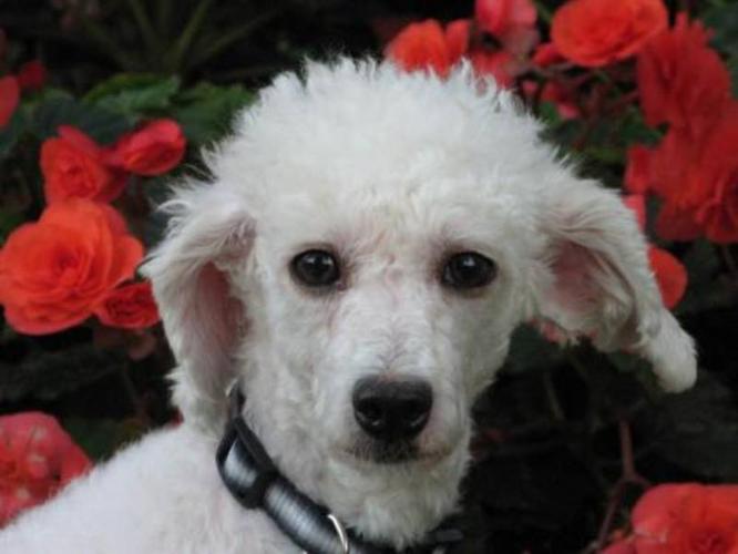 Adult Female Dog - Bichon Frise Poodle: 