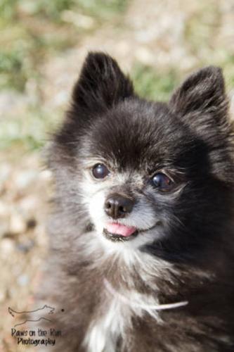 Adult Female Dog - Pomeranian: 