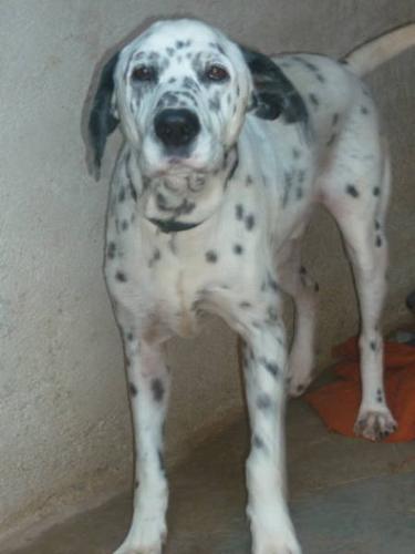 Adult Male Dog - Dalmatian Hound: 