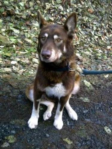 Adult Male Dog - Shepherd Alaskan Malamute: 