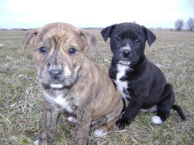 American Bullador Puppies for sale in Altona, Manitoba