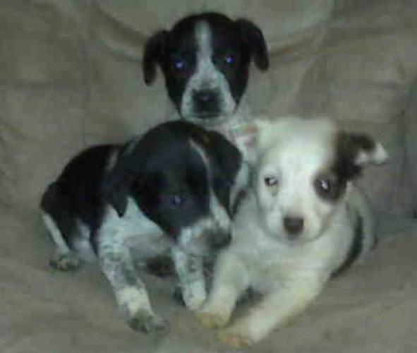 AWW!!! The most adorable Border Collie Cross Puppies !!!