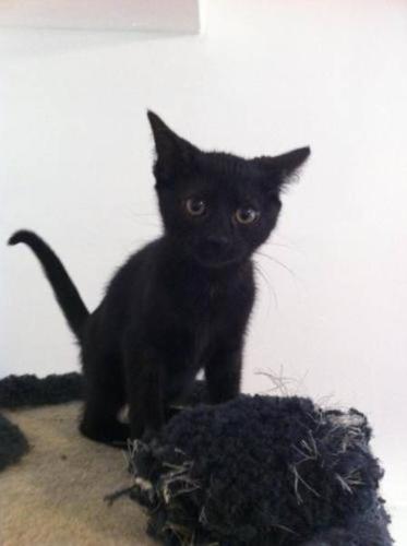 Baby Female Cat - Domestic Short Hair-black Tabby - black