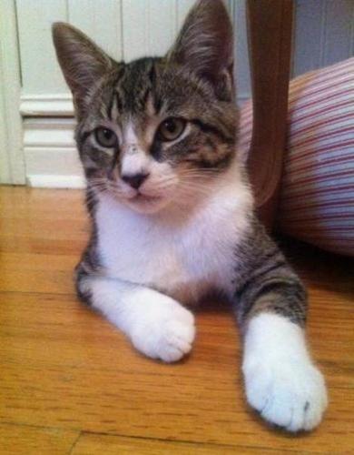 Baby Female Cat - Domestic Short Hair Tabby - Brown: 