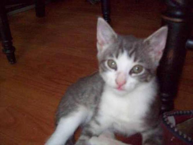 Baby Male Cat - Domestic Short Hair - gray and white: 