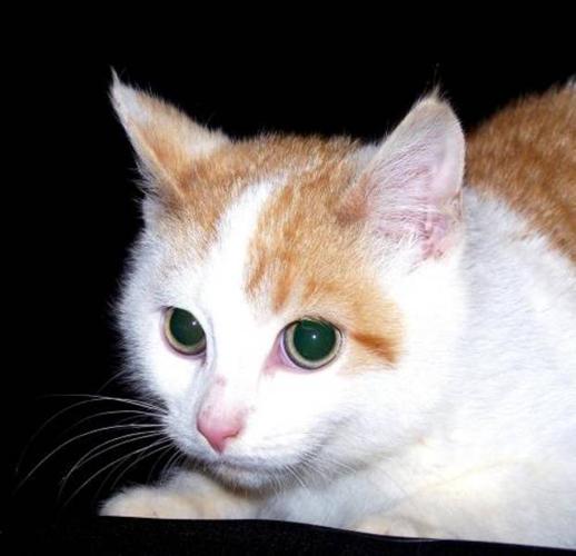 Baby Male Cat - Domestic Short Hair - orange and white: 