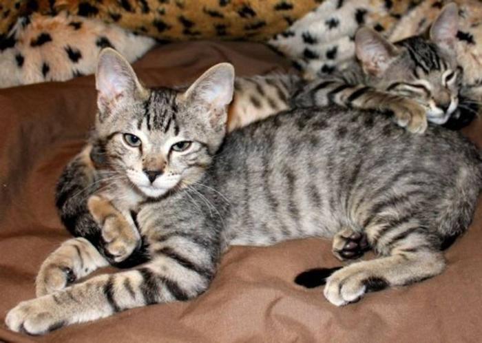 cheap tabby kittens for sale