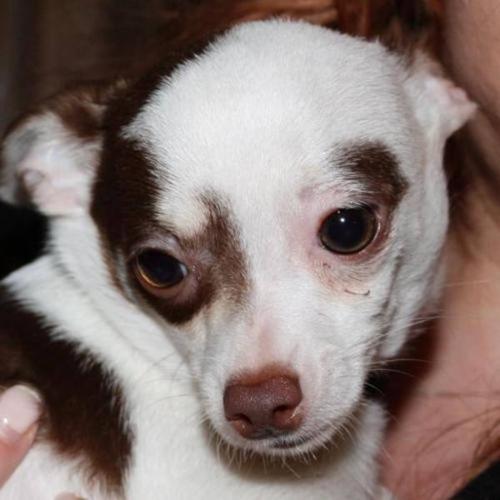Baby Male Dog - Chihuahua: 