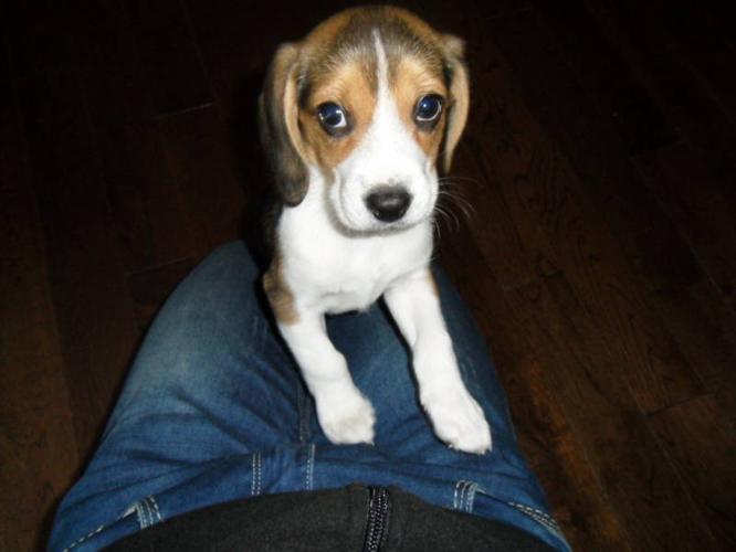 beagle female puppy for sale