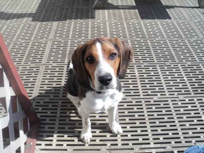 Beagle in need of good home