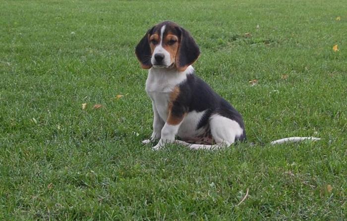 BEAGLE puppies for sale