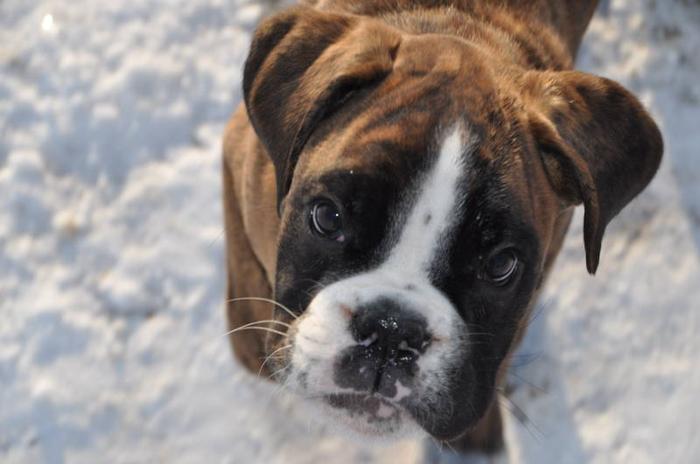 Beautiful 100 European Lined Brindle Female Boxer Puppy