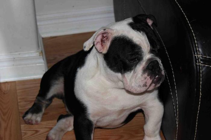 BEAUTIFUL ENGLISH BULLDOG PUPPY FOR SALE, RARE COLOUR, 6 Months for ...
