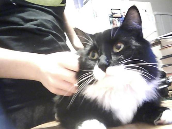 beautiful long haired male tuxedo for rehoming