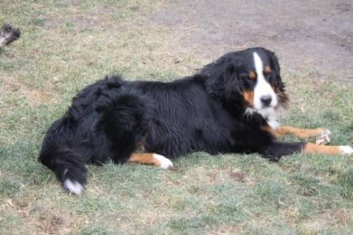 Bernese Mountain Dog Puppies for sale in Fleming