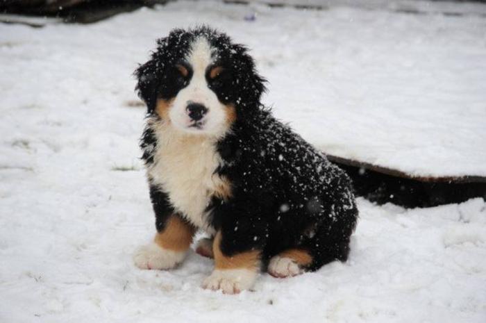 Bernese Mountain Dog puppies for sale in Aldergrove