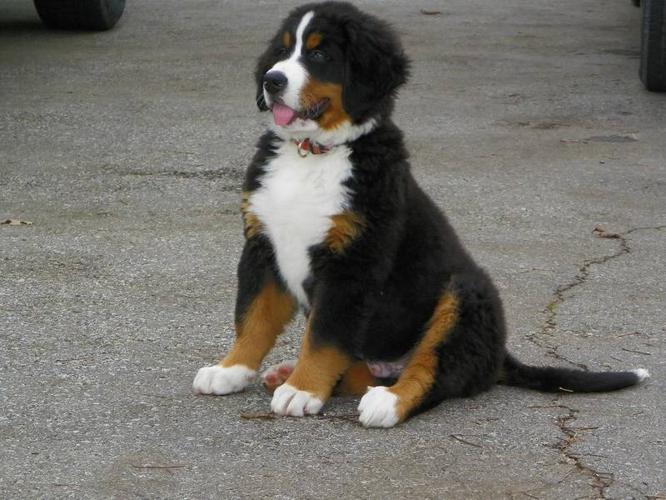 Bernese Mountain Dog Puppies for sale in Petrolia, Ontario