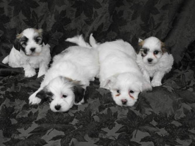 Bichon Frise X Shih Tzu Puppies