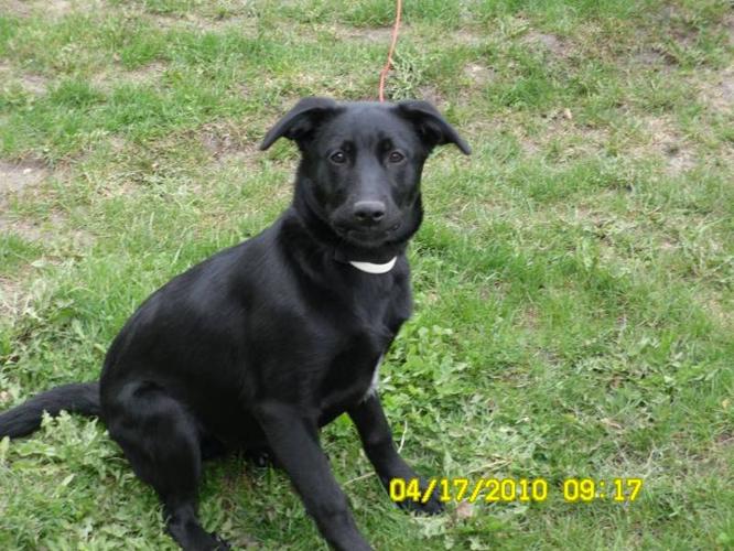 Black lab/ Pointer Mix Adorable for sale in Ruthven, Ontario - Nice ...