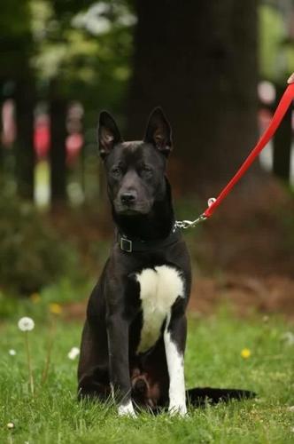 Border collie shepherd mix looking for his forever family.