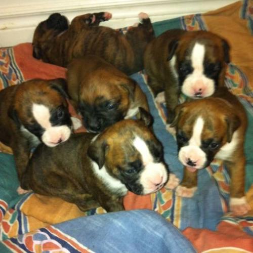 Boxer puppies for sale for sale in Kapuskasing, Ontario