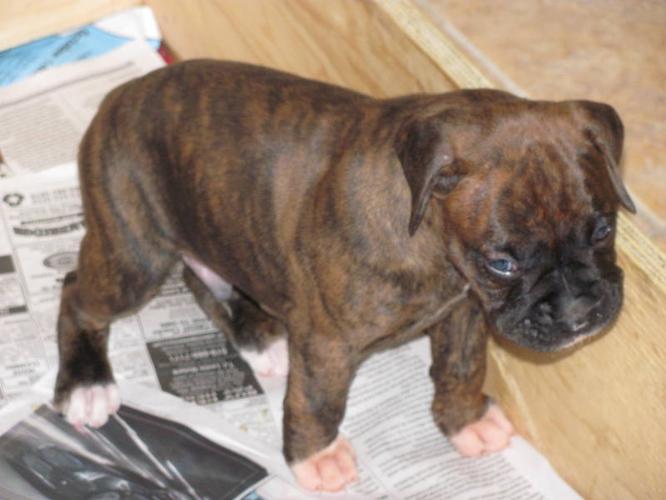 Boxer Puppies !!!! PUREBRED CKC REG'D for sale in