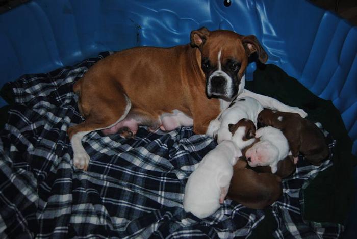 Boxer Puppies ready for Christmas