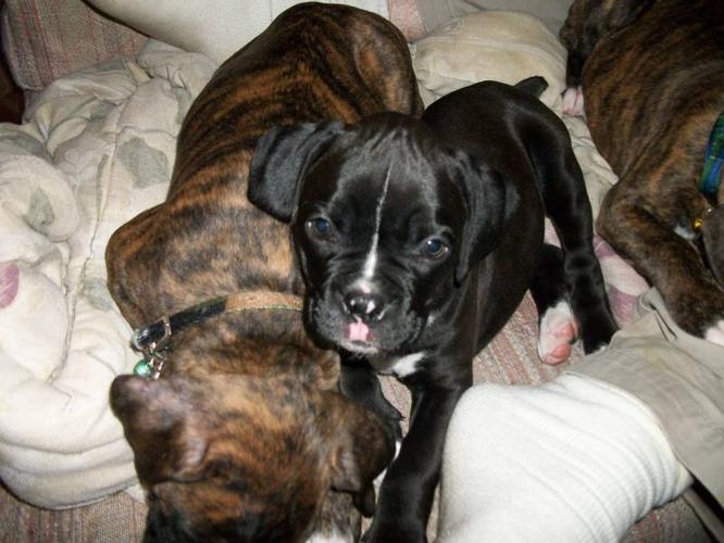 Boxer Puppies Ready for Christmas!