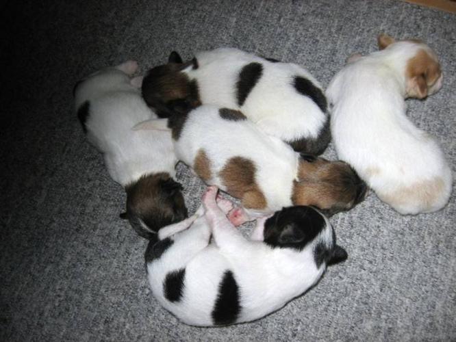 Cavalier X Papillon Puppies, Just Arrived