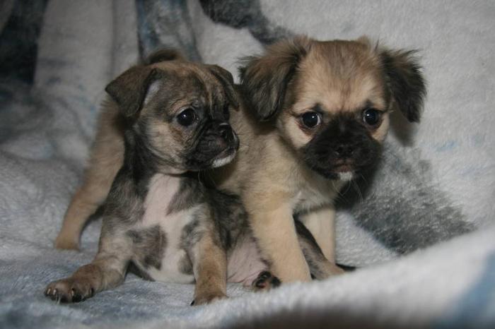 Chugs (Pug X Chihuahua) Puppies