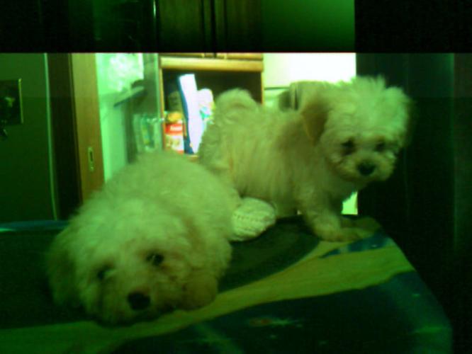 CKC REG. HAVANESE 3 MALES AND 2 FEMALES Reduced $800 . !!!!!!!
