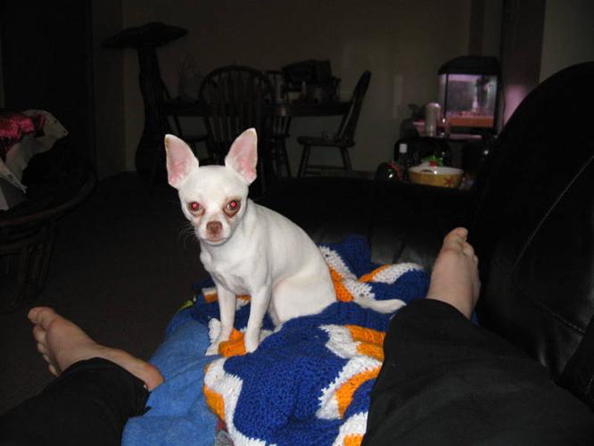 CKC Registered Chihuahua For Sale
