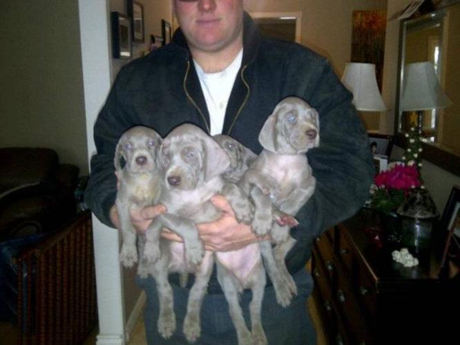 CKC Registered Weimaraner Puppies For Sale