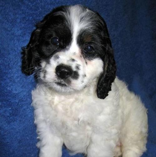 Cockapoo Puppies - very cute! for sale in Ancaster, Ontario - Nice pets ...