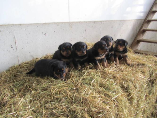 Cute Farm Raised Puppies
